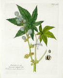 Ferdinand Vietz 1800 Botanical Print Ricin Poisonous - Panteek Antique Prints