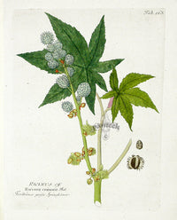 Ferdinand Vietz 1800 Botanical Print Ricin Poisonous - Panteek Antique Prints