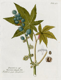Ferdinand Vietz 1800 Botanical Print Ricin, Ricinus - Panteek Antique Prints