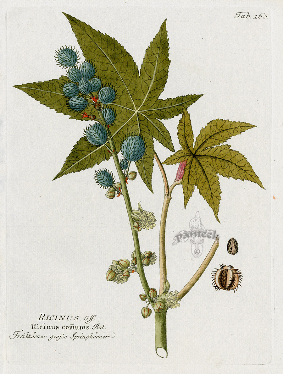 Ferdinand Vietz 1800 Botanical Print Ricin, Ricinus