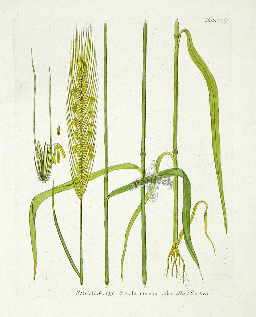 Ferdinand Vietz 1800 Botanical Print Rye