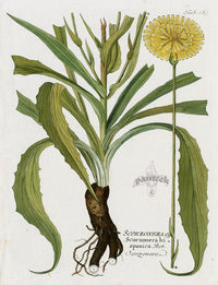 Ferdinand Vietz 1800 Botanical Print Scorzonera hispanica 233 - Panteek Antique Prints