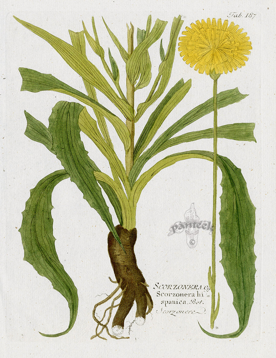 Ferdinand Vietz 1800 Botanical Print Scorzonera hispanica - Panteek Antique Prints