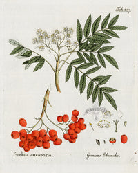 Ferdinand Vietz 1800 Botanical Print Sorbus aucuparia - Panteek Antique Prints