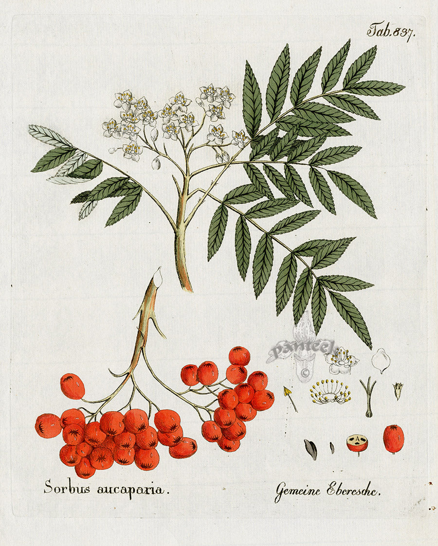 Ferdinand Vietz 1800 Botanical Print Sorbus aucuparia