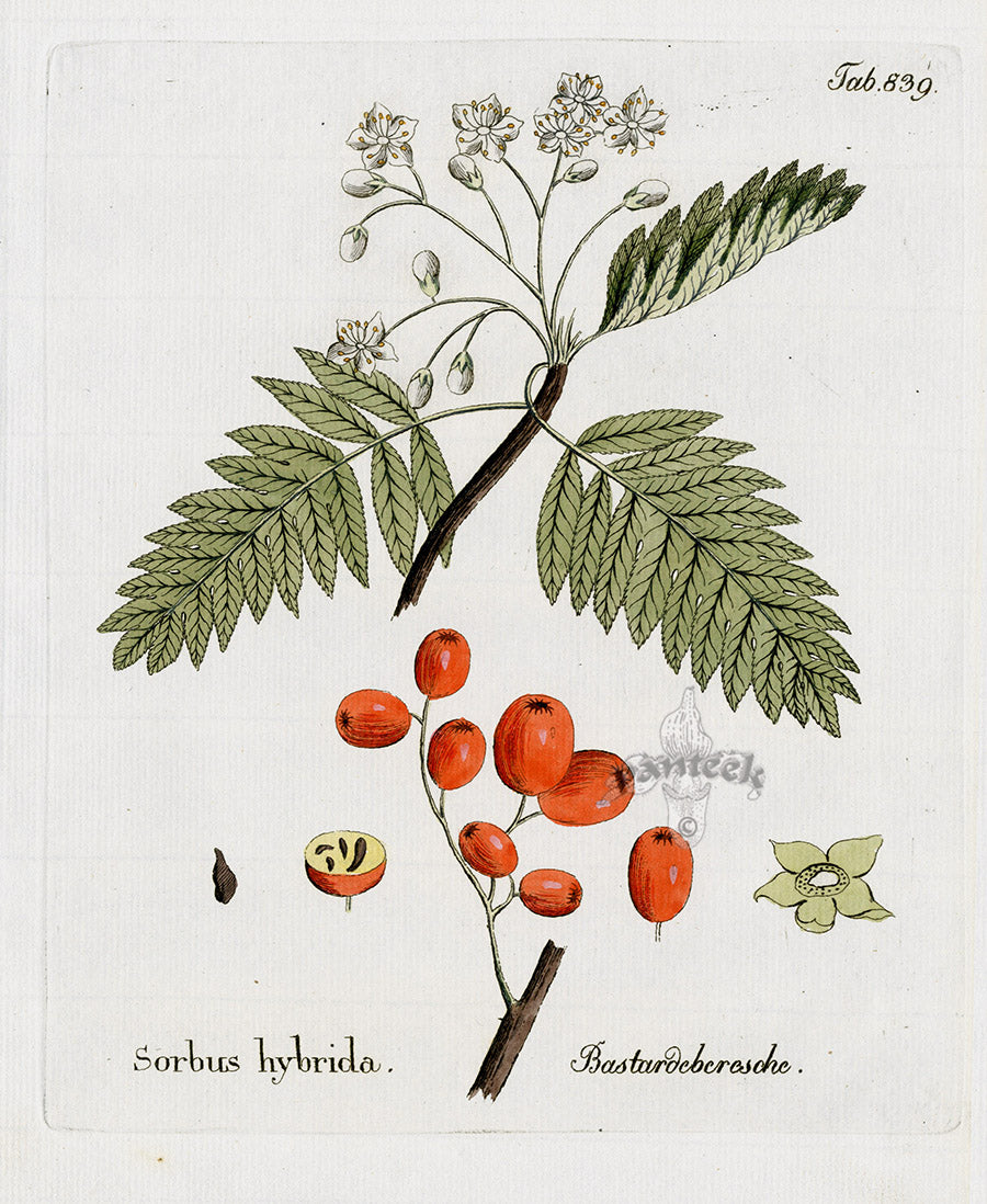 Ferdinand Vietz 1800 Botanical Print Sorbus hybrida
