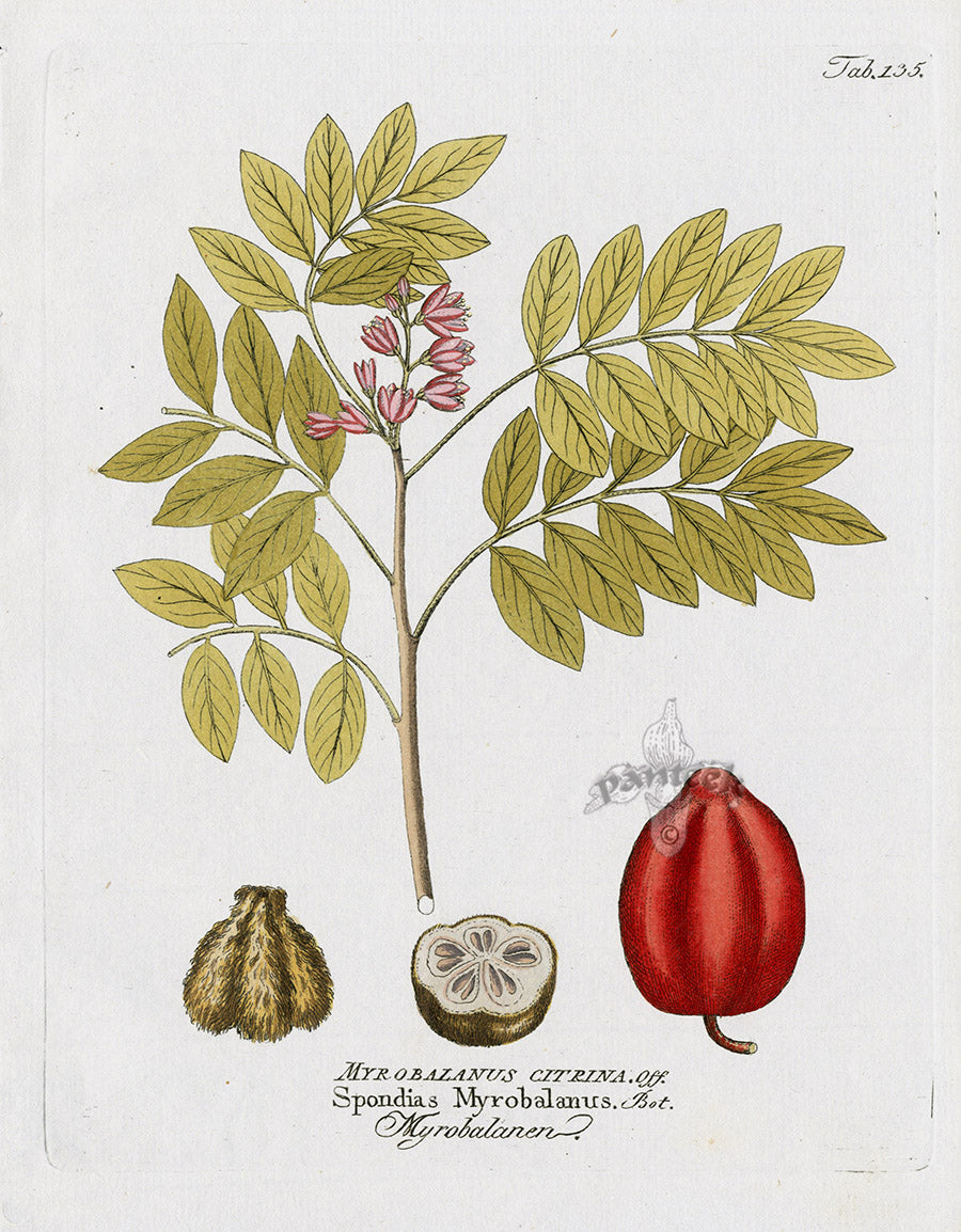 Ferdinand Vietz 1800 Botanical Print Spondias myrobalanus
