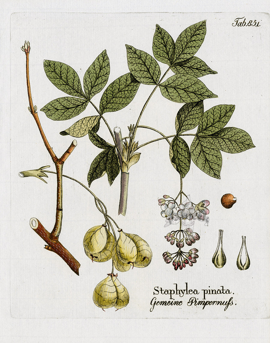 Ferdinand Vietz 1800 Botanical Print Staphylea pinata
