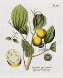 Ferdinand Vietz 1800 Botanical Print Strychnine - Panteek Antique Prints