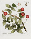 Ferdinand Vietz 1800 Botanical Print Strychnos colubrina - Panteek Antique Prints