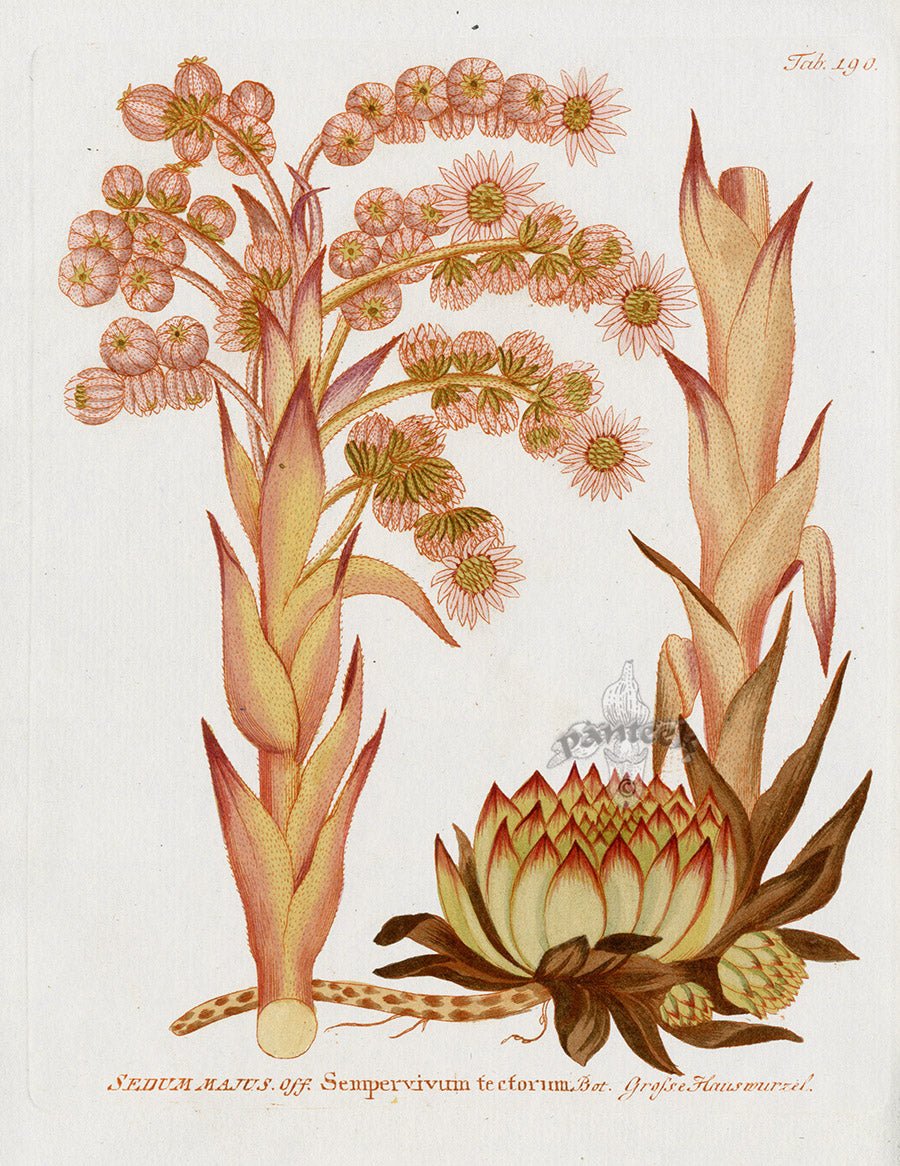 Ferdinand Vietz 1800 Botanical Print Succulent