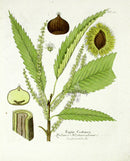 Ferdinand Vietz 1800 Botanical Print Sweet Chestnut - Panteek Antique Prints