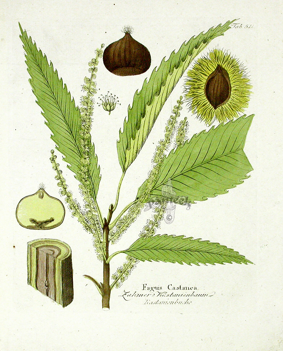 Ferdinand Vietz 1800 Botanical Print Sweet Chestnut