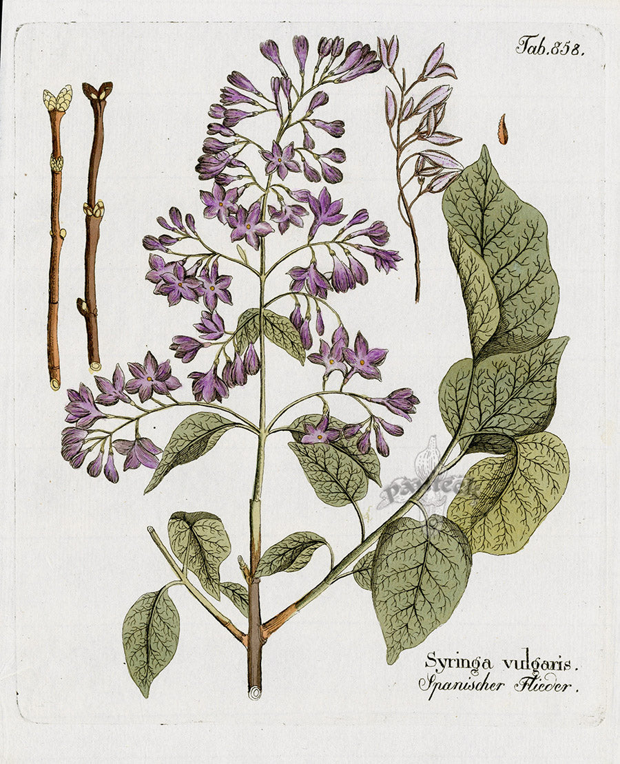 Ferdinand Vietz 1800 Botanical Print Syringa vulgaris