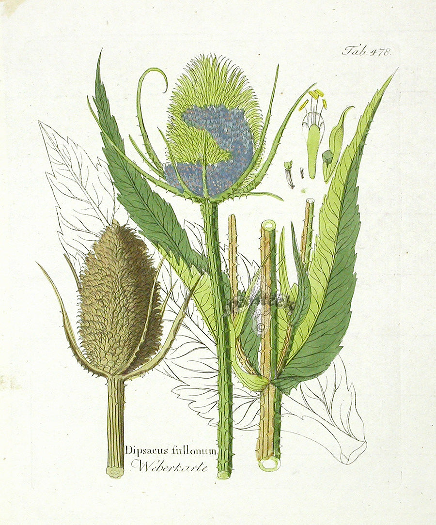 Ferdinand Vietz 1800 Botanical Print Teasal Brown