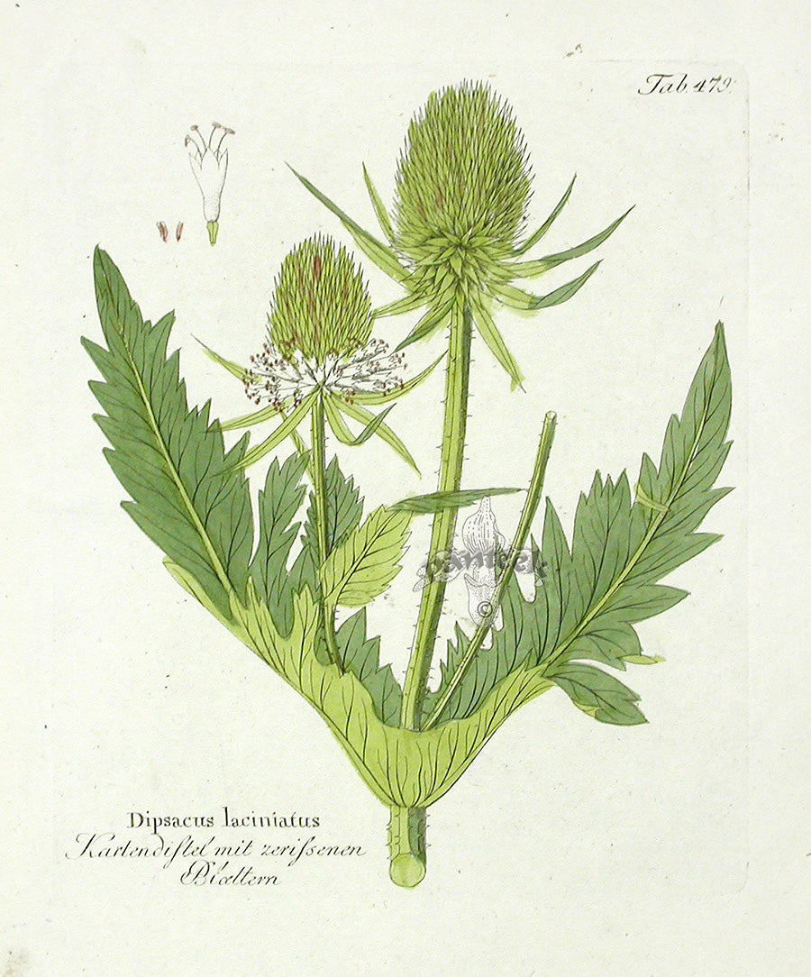 Ferdinand Vietz 1800 Botanical Print Teasal White
