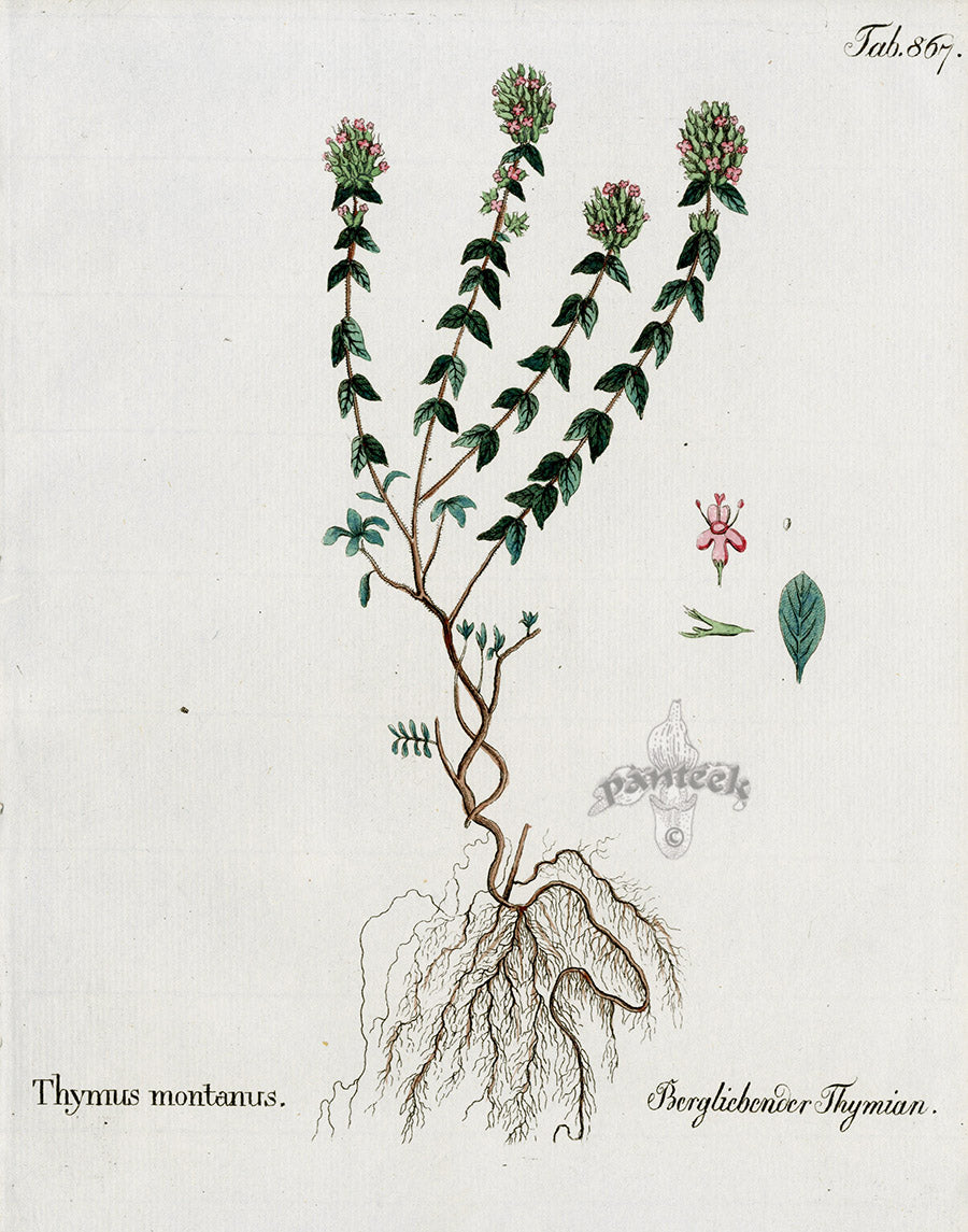 Ferdinand Vietz 1800 Botanical Print Thyme
