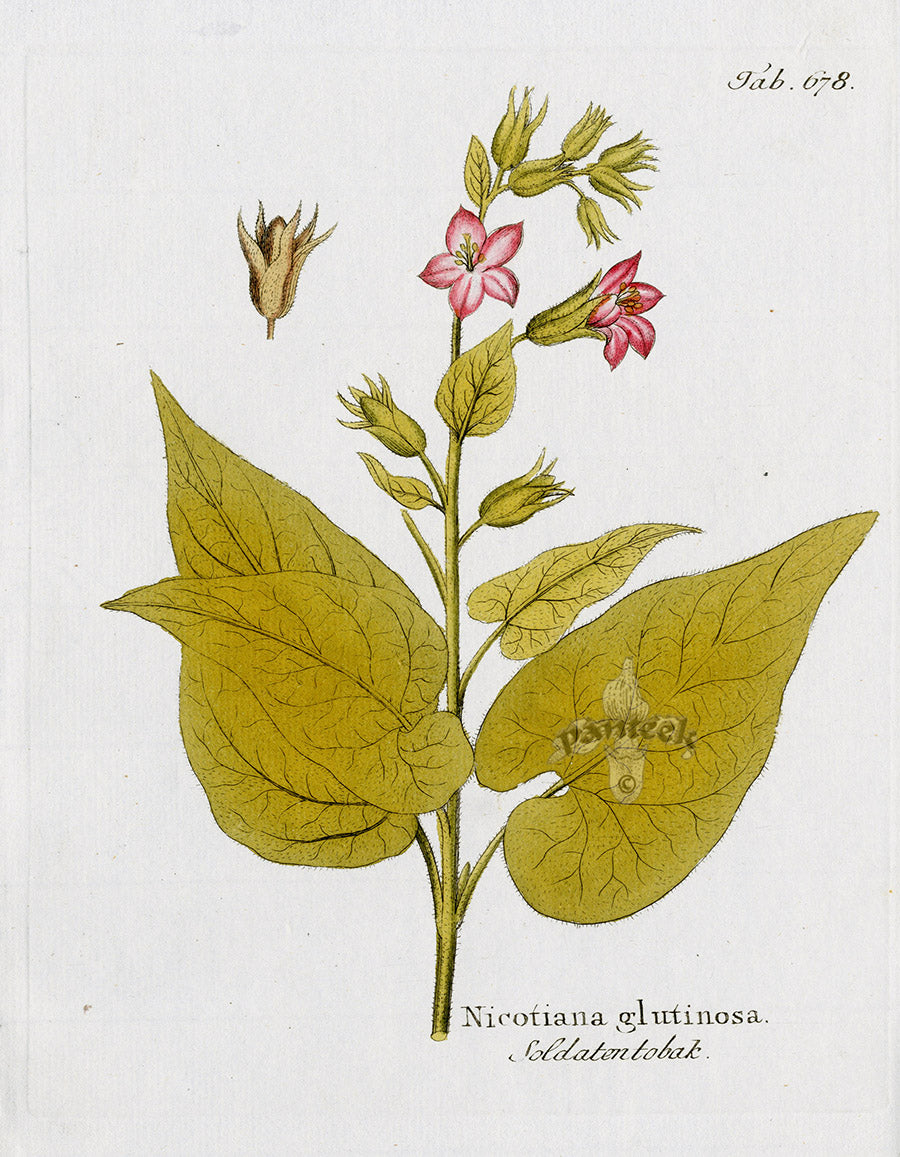 Ferdinand Vietz 1800 Botanical Print Tobacco