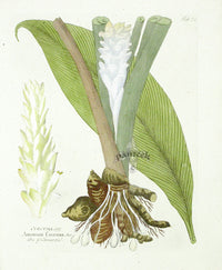Ferdinand Vietz 1800 Botanical Print Turmeric - Panteek Antique Prints