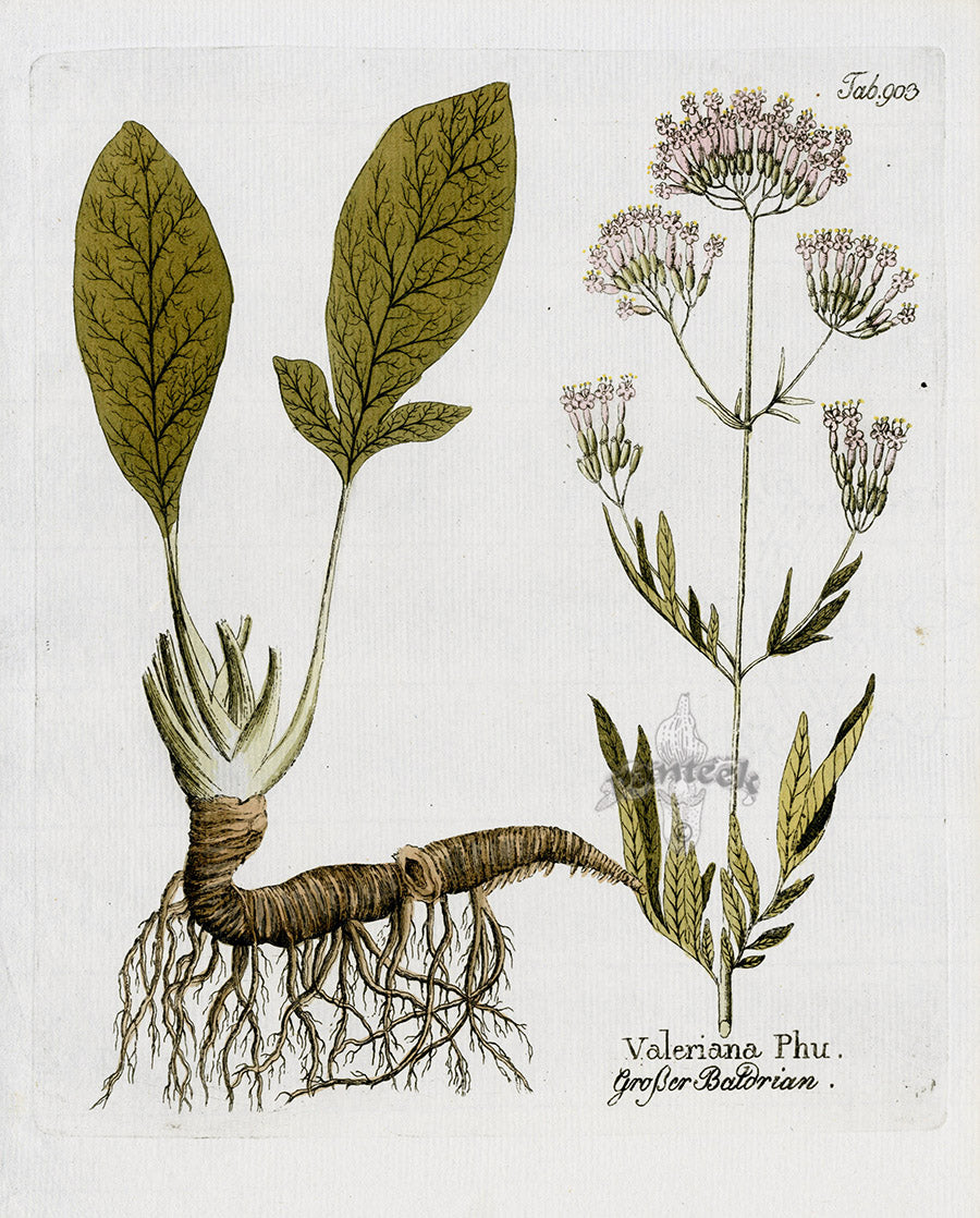 Ferdinand Vietz 1800 Botanical Print Valeriana phu