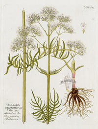 Ferdinand Vietz 1800 Botanical Print Valeriana sylvestris - Panteek Antique Prints