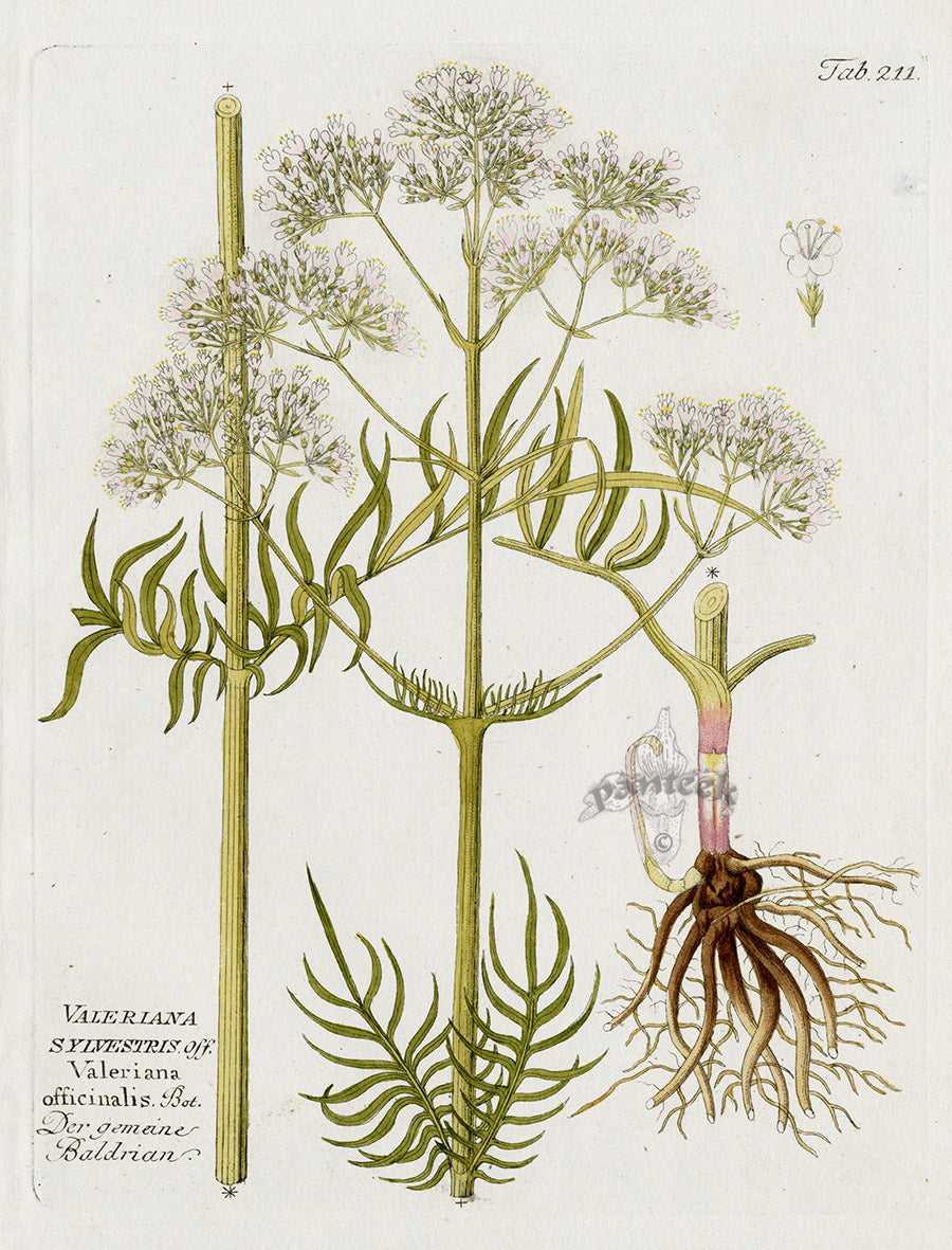 Ferdinand Vietz 1800 Botanical Print Valeriana sylvestris