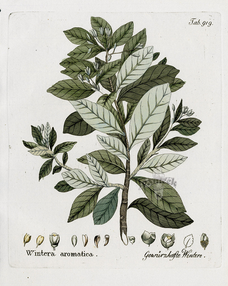 Ferdinand Vietz 1800 Botanical Print Wintera aromatica
