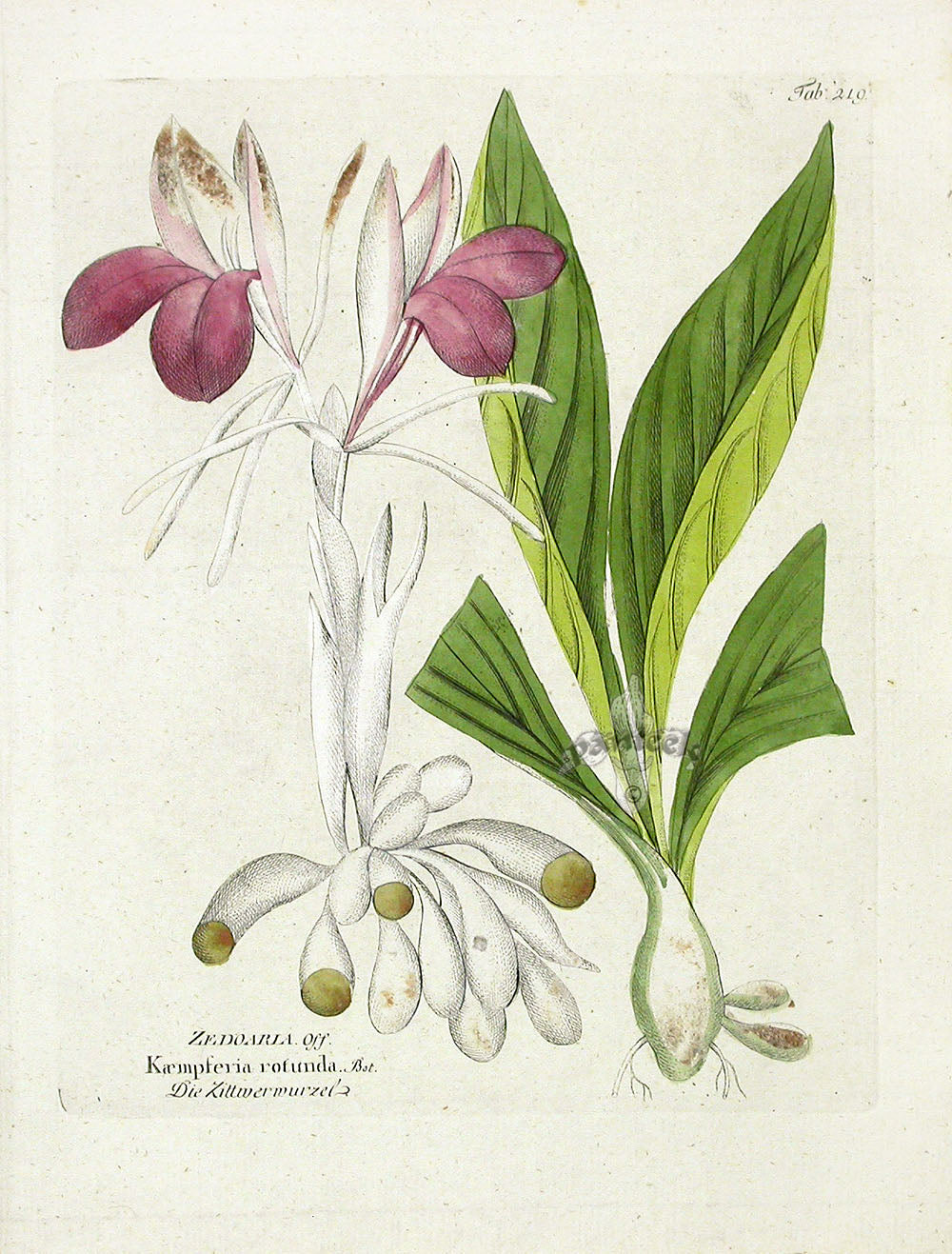 Ferdinand Vietz 1800 Botanical Print Zedoaria - Panteek Antique Prints