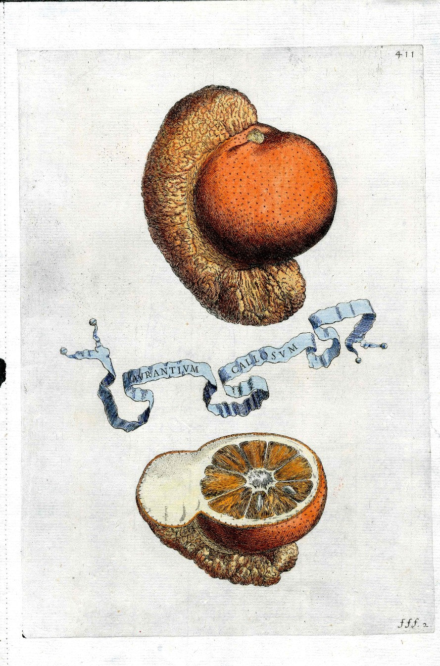 Ferrari Citrus Fruit Print Oranges and Lemons Aurantium Callosum