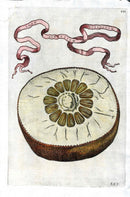 Ferrari Citrus Fruit Print Oranges and Lemons Aurantium Dissectum - Panteek Antique Prints