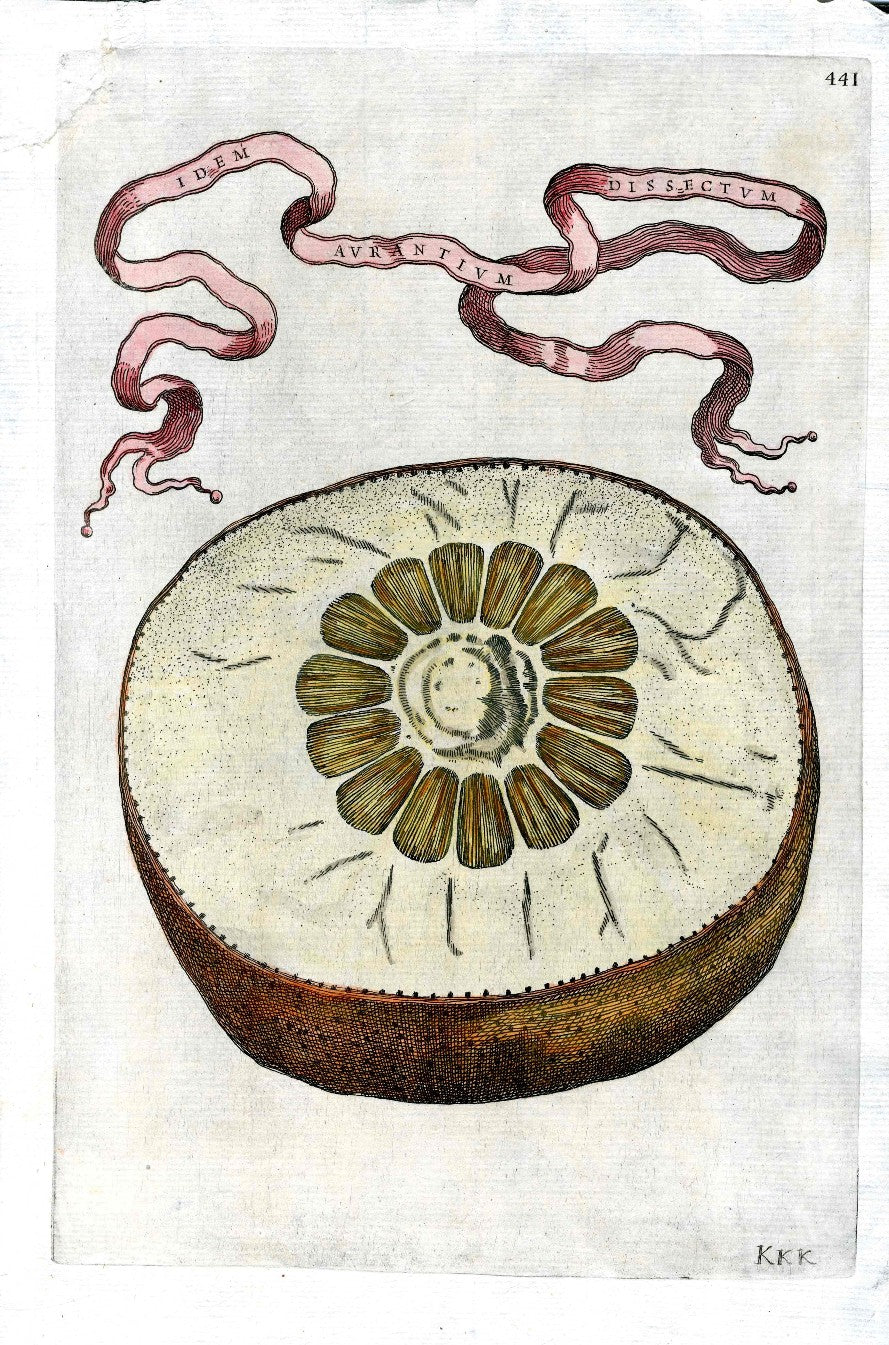 Ferrari Citrus Fruit Print Oranges and Lemons Aurantium Dissectum