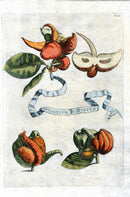 Ferrari Citrus Fruit Print Oranges and Lemons Aurantium Distortium - Panteek Antique Prints