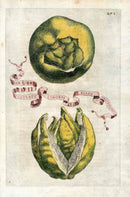 Ferrari Citrus Fruit Print Oranges and Lemons Citrati Limonis - Panteek Antique Prints