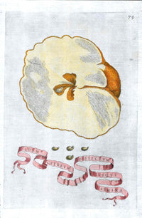 Ferrari Citrus Fruit Print Oranges and Lemons Citreum Dissectum - Panteek Antique Prints