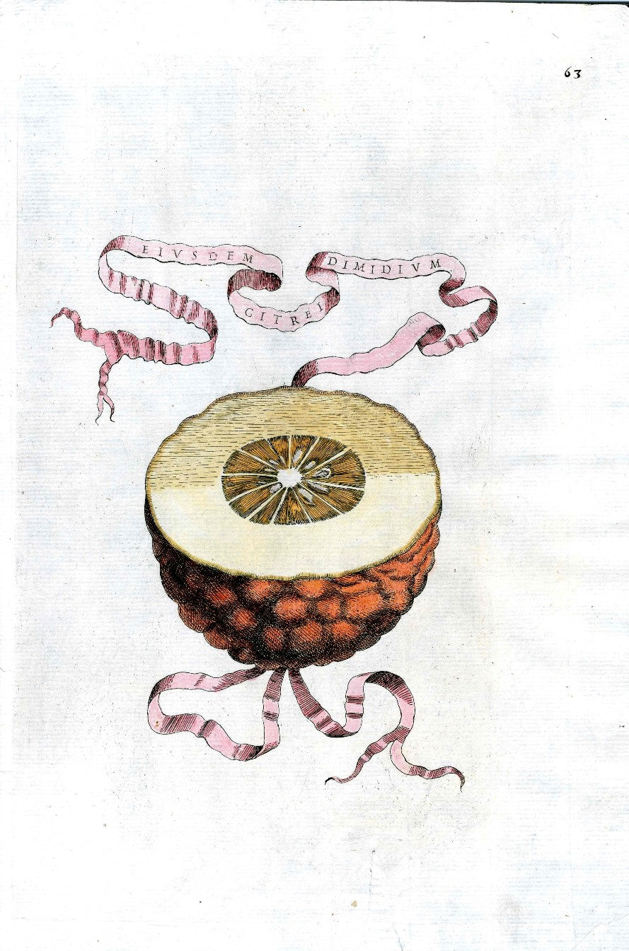 Ferrari Citrus Fruit Print Oranges and Lemons Eiusdem Dimidium Citrei