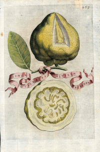 Ferrari Citrus Fruit Print Oranges and Lemons Limon Citrarus - Panteek Antique Prints