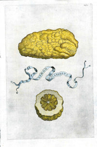 Ferrari Citrus Fruit Print Oranges and Lemons Limon Scabiosus - Panteek Antique Prints