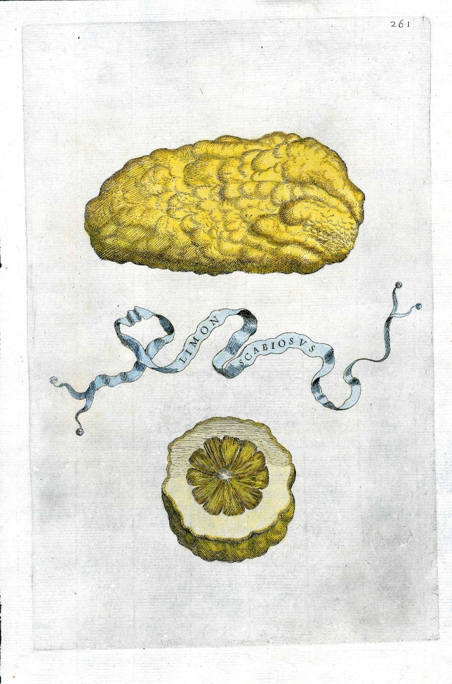 Ferrari Citrus Fruit Print Oranges and Lemons Limon Scabiosus