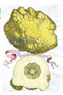 Ferrari Citrus Fruit Print Oranges and Lemons Limon Sponginus Rugosus - Panteek Antique Prints