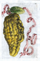 Ferrari Citrus Fruit Print Oranges and Lemons Mal. Cit. Vulgare - Panteek Antique Prints