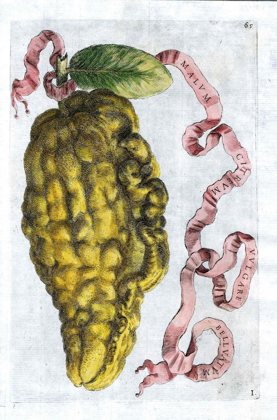 Ferrari Citrus Fruit Print Oranges and Lemons Mal. Cit. Vulgare