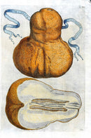 Ferrari Citrus Fruit Print Oranges and Lemons Malum Citreum - Panteek Antique Prints