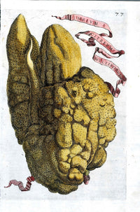 Ferrari Citrus Fruit Print Oranges and Lemons Malum Citreum Multiforme - Panteek Antique Prints