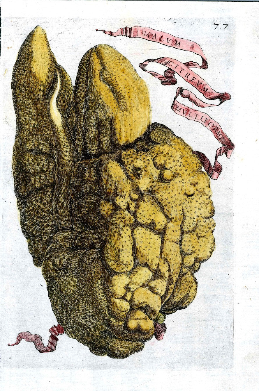 Ferrari Citrus Fruit Print Oranges and Lemons Malum Citreum Multiforme