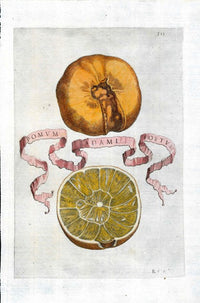 Ferrari Citrus Fruit Print Oranges and Lemons Pomum Adami Foetum - Panteek Antique Prints