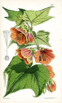 Fitch Curtis Abutilon Darwinii - Panteek Antique Prints