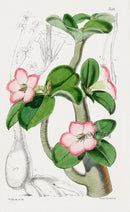 Fitch Curtis Adenium - Panteek Antique Prints