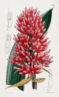 Fitch Curtis Aechmea Bromeliad - Panteek Antique Prints