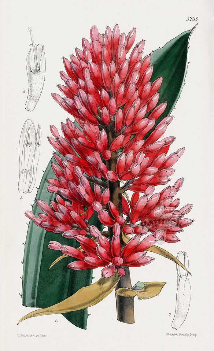 Fitch Curtis Aechmea Bromeliad