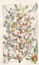 Fitch Curtis Aesculus Indica - Panteek Antique Prints